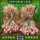 广东湛江白铁杆小香葱种子小葱阳台耐高温盆栽基地种植葱头种子