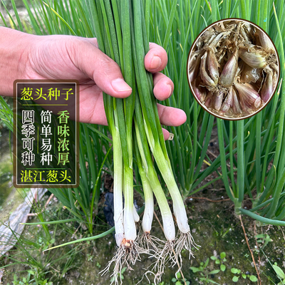 四季湛江白铁杆小香葱葱头