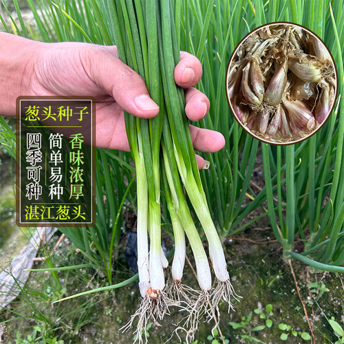 四季湛江白铁杆小香葱葱头