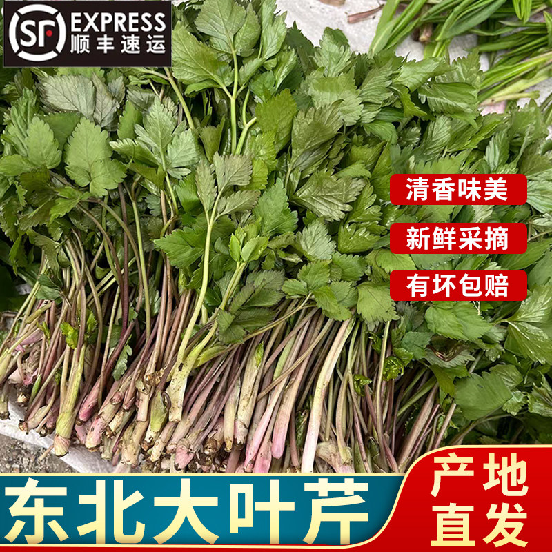 顺丰到家正宗东北大叶芹 1kg 新鲜时令蔬菜山芹菜山菜清香大叶芹