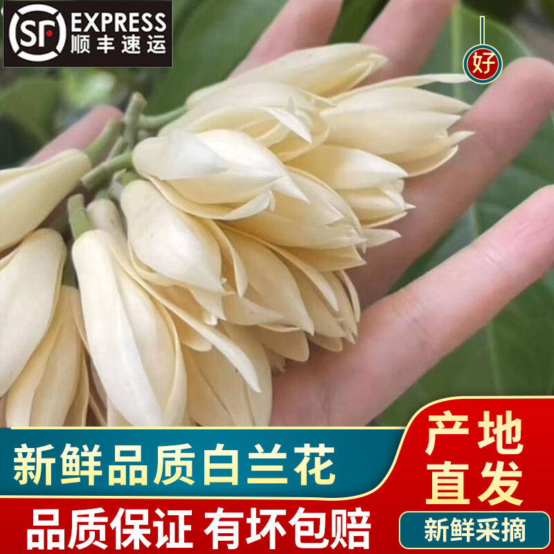 兰花鲜花新鲜现摘白兰花