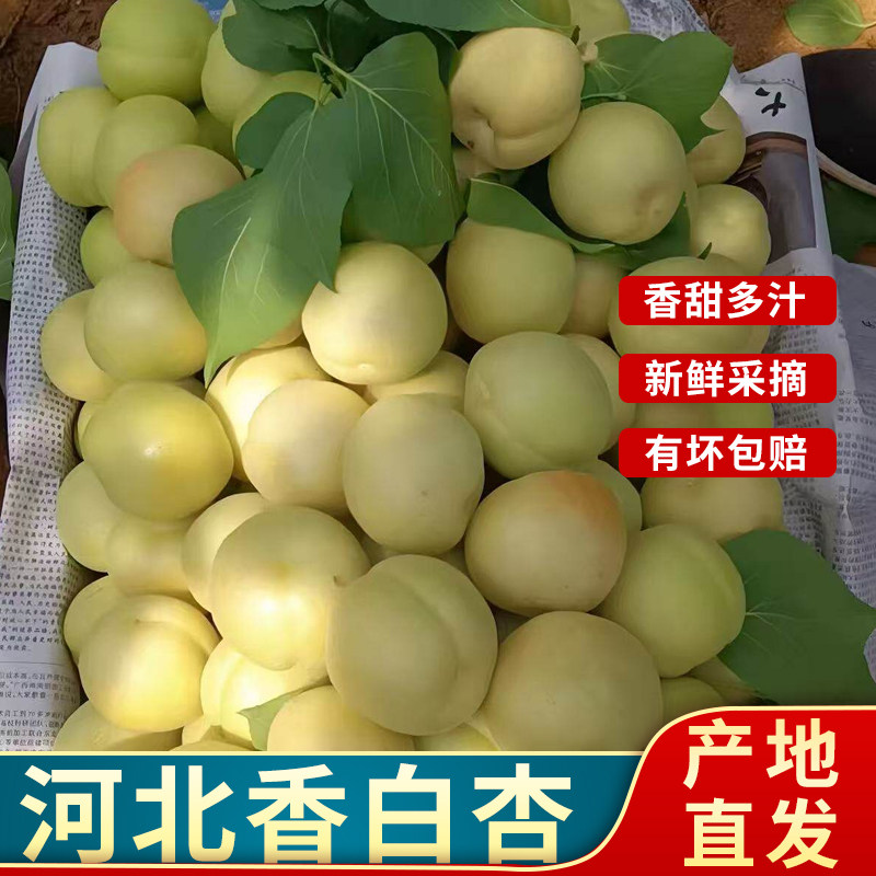 香白杏 现摘银白杏甜杏子娘娘庄香白杏香甜多汁水果