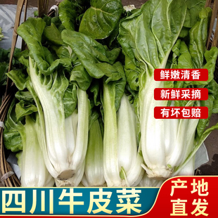 四川新鲜厚皮菜 现摘时令蔬菜牛皮菜甜皮菜 白梗大叶瓢儿菜青菜