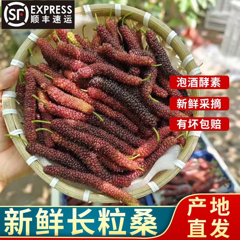 顺丰到家四川新鲜长粒桑葚  当季长条桑葚现摘桑果可泡酒酵素