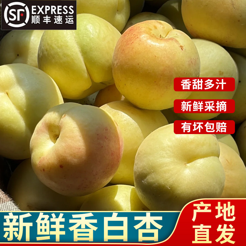 顺丰到家新鲜香白杏 应季采摘银白杏香白杏大白杏子软糯香甜水果