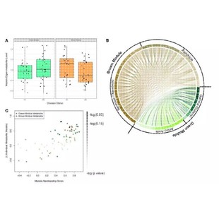 生信分析KEGG相关WGCNA机器学习TCGA差异分析GSEAGO富集分析GEO