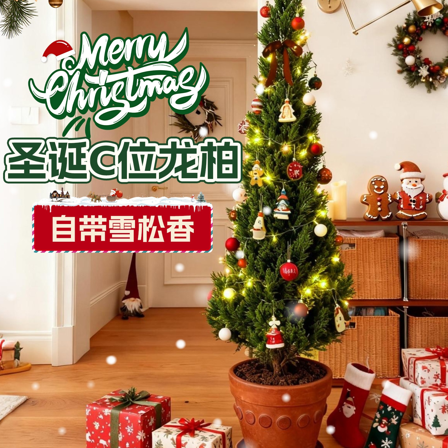 圣诞树真树盆栽客厅松柏龙柏松树苗绿植大型室外四季常青草木世界