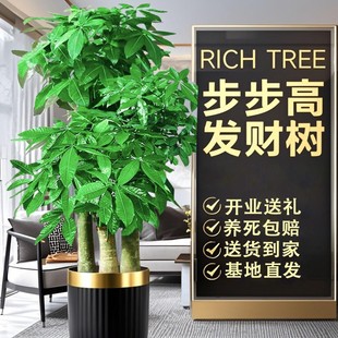 三杆步步高发财树客厅盆栽大乔迁新居办公室开业送礼招财大型绿植