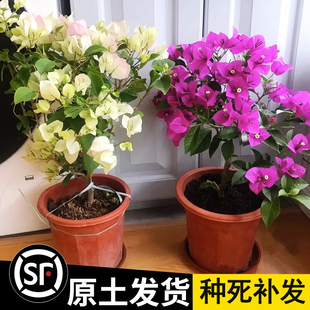 三角梅盆栽带花四季开花绿樱红缨重瓣老桩阳台绿植花卉植物室内花