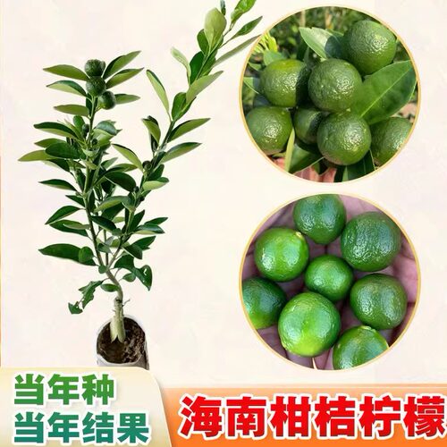 海南小金桔柠檬树苗嫁接小青桔