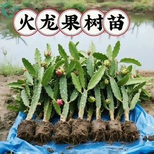 红心火龙果嫁接果苗盆栽南北方四季 种植水果树苗阳台庭院当年结果