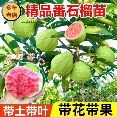 番石榴树苗红心芭乐树苗