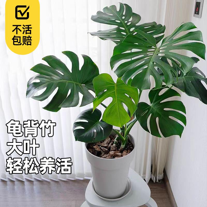 龟背芋盆栽北欧网红盆景大叶植物除甲醛真龟背叶办公客厅室内绿植