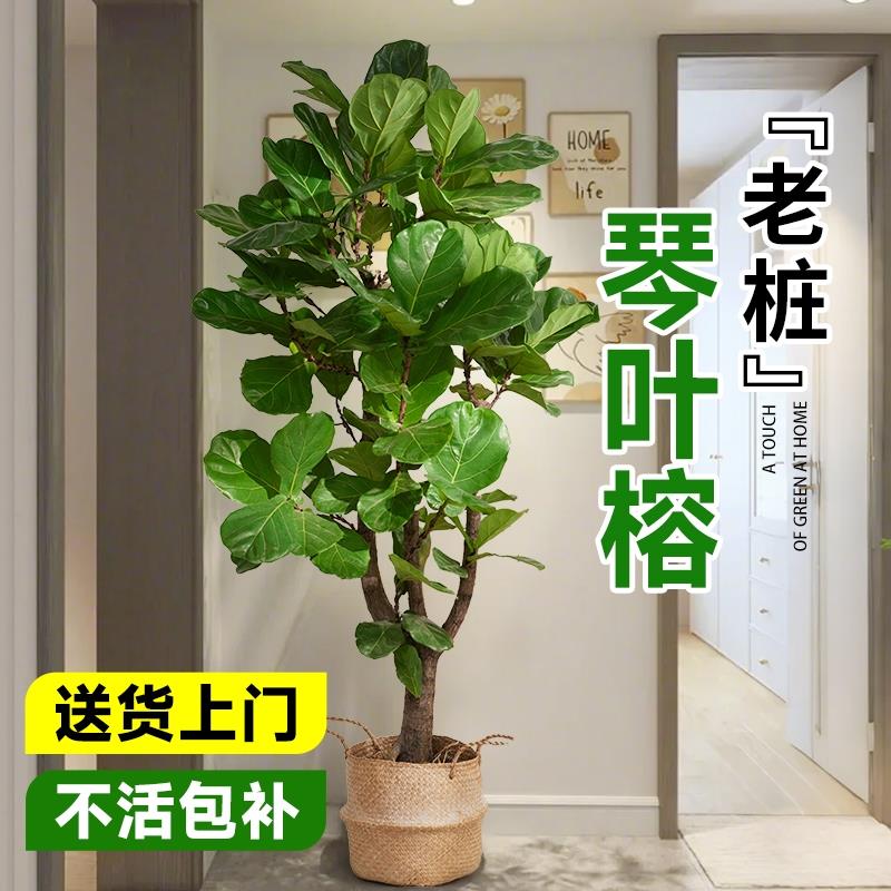 琴叶榕客厅大型绿植盆栽老桩大叶落地大号好养办公室高级感植物