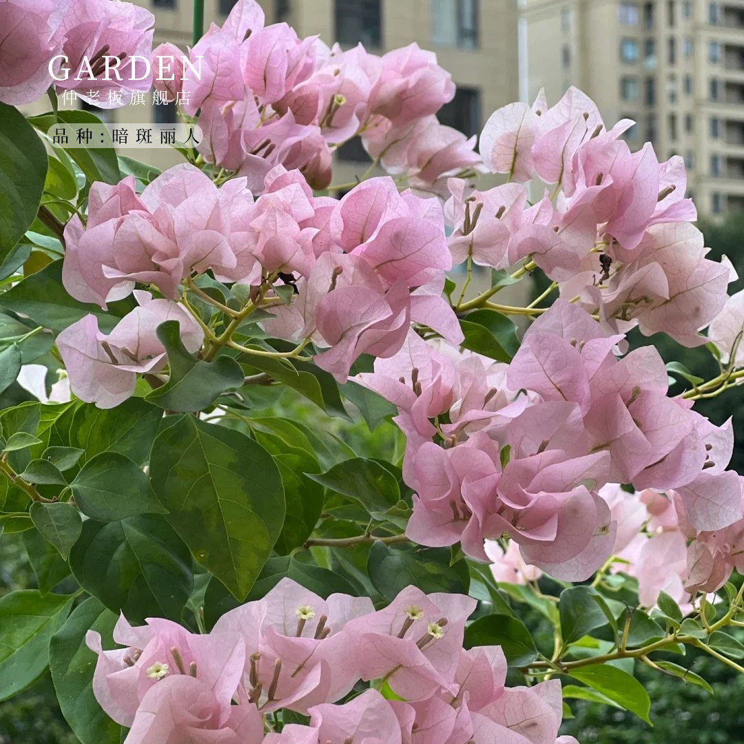 暗斑丽人三角梅盆栽大苗重瓣勤花老桩室内外爬藤植物多季开花好养,鲜花速递/花卉仿真/绿植园艺,时令草本花卉,淘宝优惠券,粉丝福利购,淘宝优惠卷