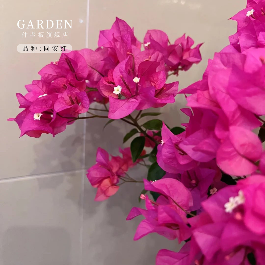 同安红三角梅盆栽大苗重瓣勤花老桩室内外爬藤植物花多季开花好养