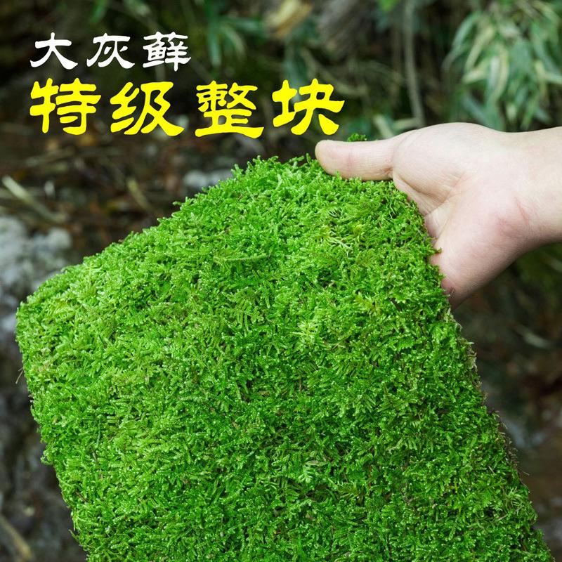 整块鲜活苔藓微景观盆景铺面庭院装饰青苔植物雨林水陆缸造景材料