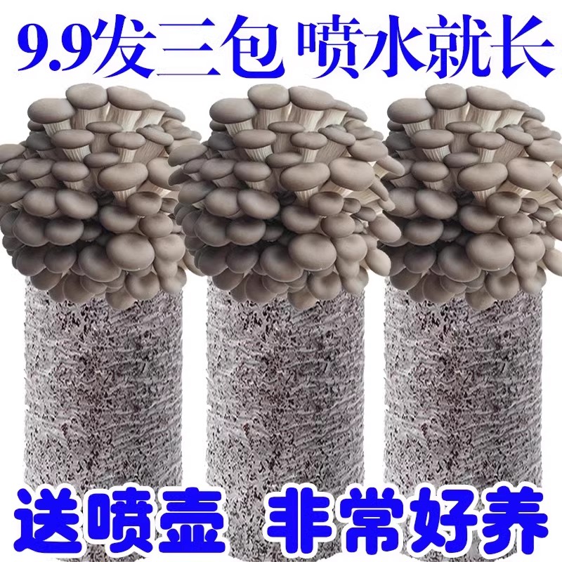 蘑菇种植包家种蘑菇黑平菇菌包