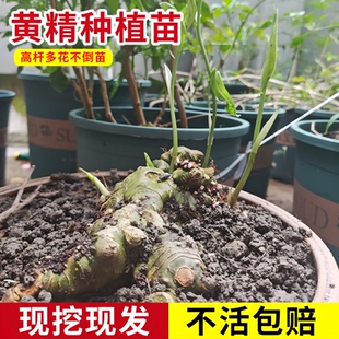 黄精种植苗老虎姜苗姜型易种多花不倒苗黄精红花滇可盆栽黄精种苗