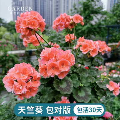 天竺葵盆栽重瓣大花阳台花卉绿植