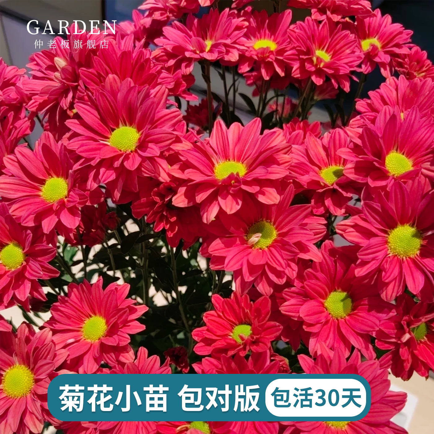 进口雏菊花苗宿根植物花苗好养活多季庭院楼顶花卉耐热盆栽切花菊