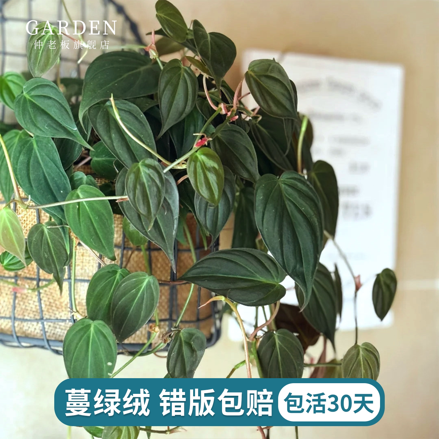 云母蔓绿绒麦克道尔观叶绿植室内盆栽阳台办公桌好养常绿网红热植