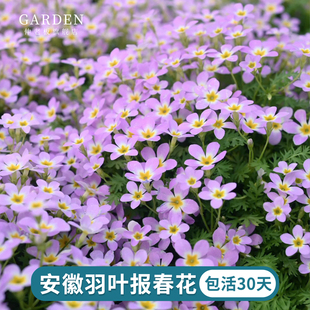 安徽羽叶报春花陕西羽叶报春花量大耐寒阳台盆栽庭院好养护花期长