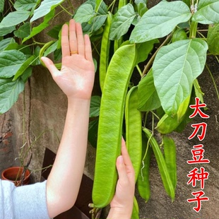 【大刀豆种子】四季巨型大扁豆种子阳台盆栽丰产大田特色蔬菜种子