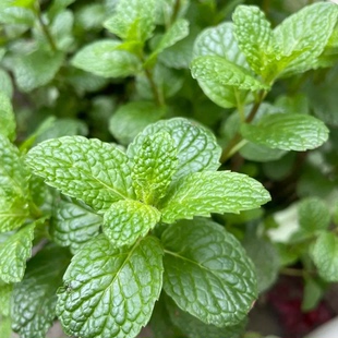 薄荷盆栽可食用留兰香薄荷苗驱蚊植物叶苗室内外水培绿植耐寒好养