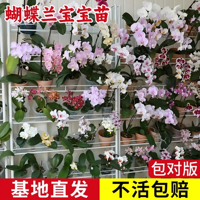 1.7寸蝴蝶兰小苗婴儿苗正宗对版