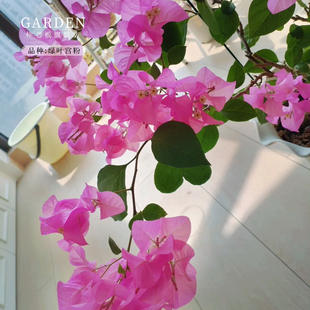 绿叶宫粉三角梅盆栽大苗重瓣勤花老桩室内外爬藤植物多季开花好养