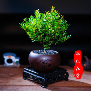 禅意小盆景办公室电脑盆栽会开花 小叶赤楠桌面好养花卉绿植中式
