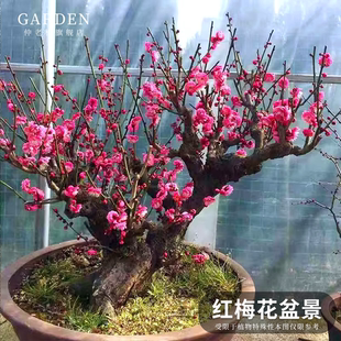 红梅花盆景朱砂梅乌梅腊梅骨里红造型树桩室内外老桩好养耐寒盆栽