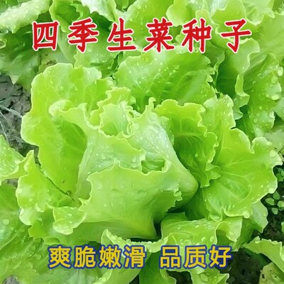 意大利生菜种籽清脆爽口四季种子阳台盆栽播种菜园冬春蔬菜籽种子
