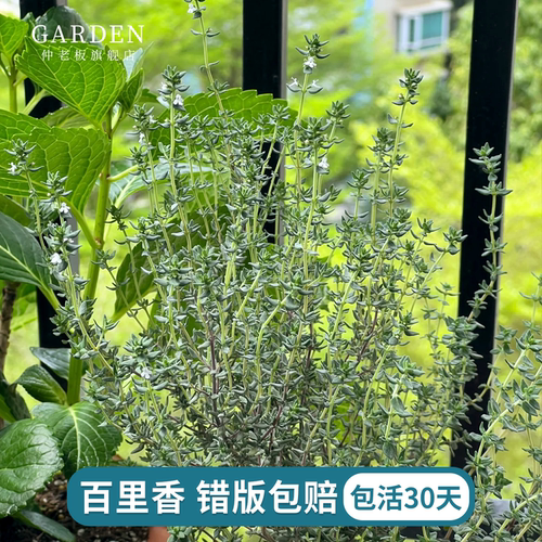 迷迭香盆栽苗食用香草苗组合