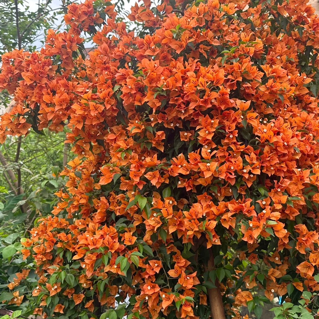 多色三角梅盆栽苗爬藤庭院老桩苗