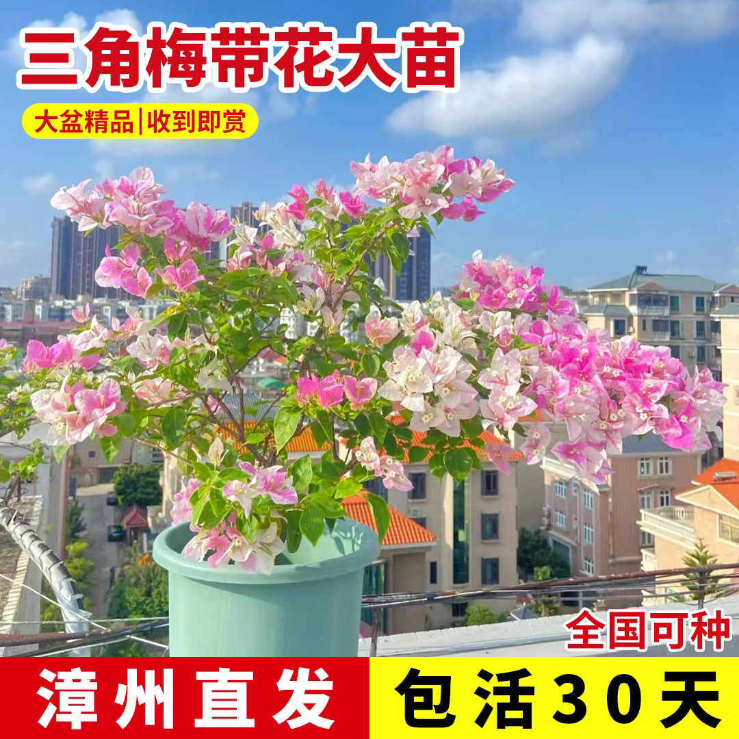 重瓣三角梅盆栽大苗带花老桩室内外爬藤高飘植物花卉四季开花好养