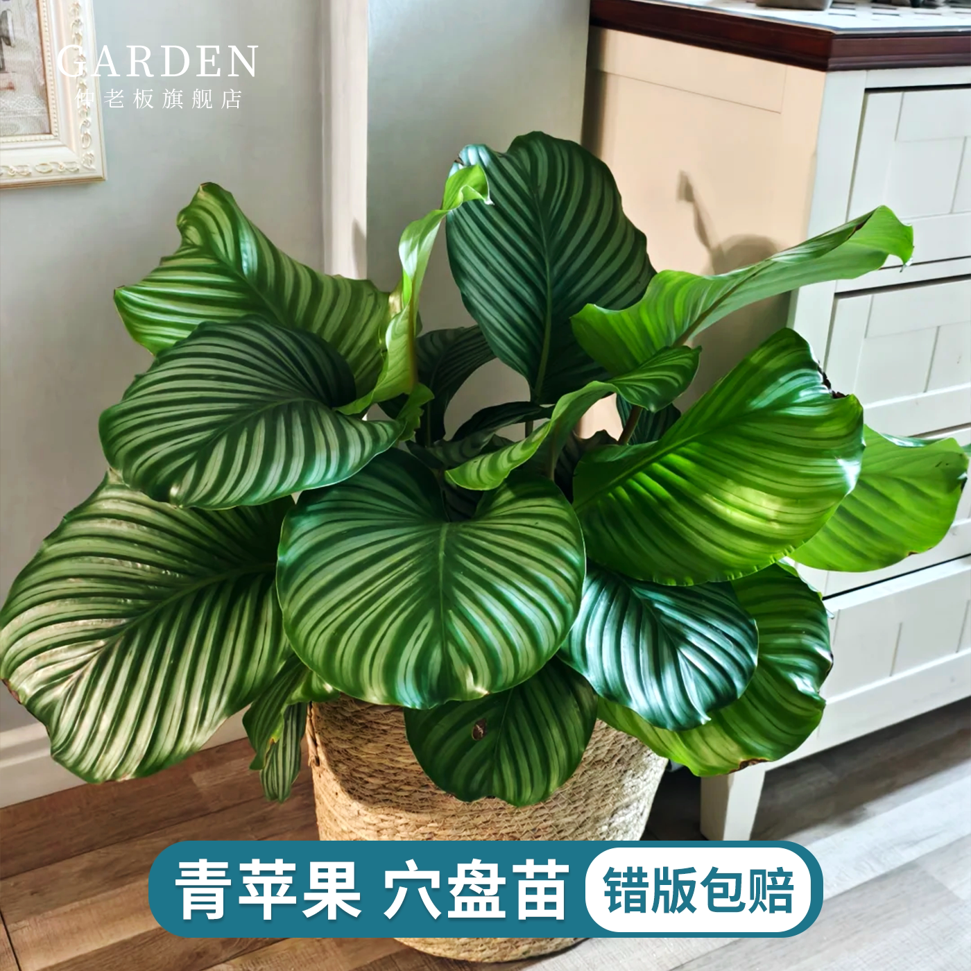青苹果穴盘苗观叶绿植室内盆栽阳台办公桌好养常绿竹芋类网红热植