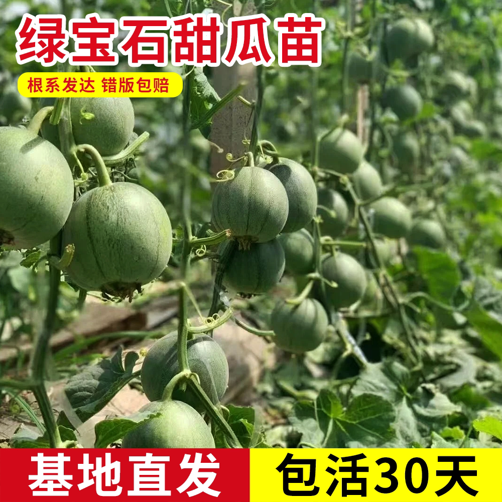 正宗超甜绿宝石甜瓜苗秧子籽香瓜图片