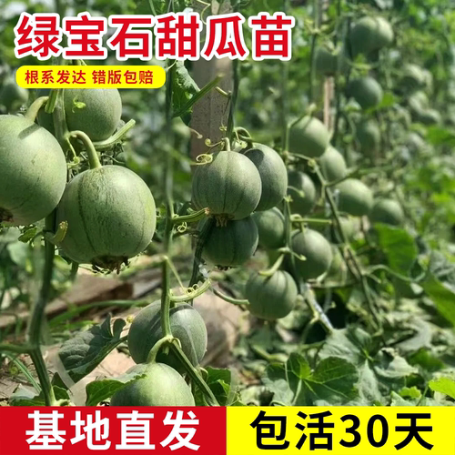 正宗超甜绿宝石甜瓜苗秧子籽香瓜