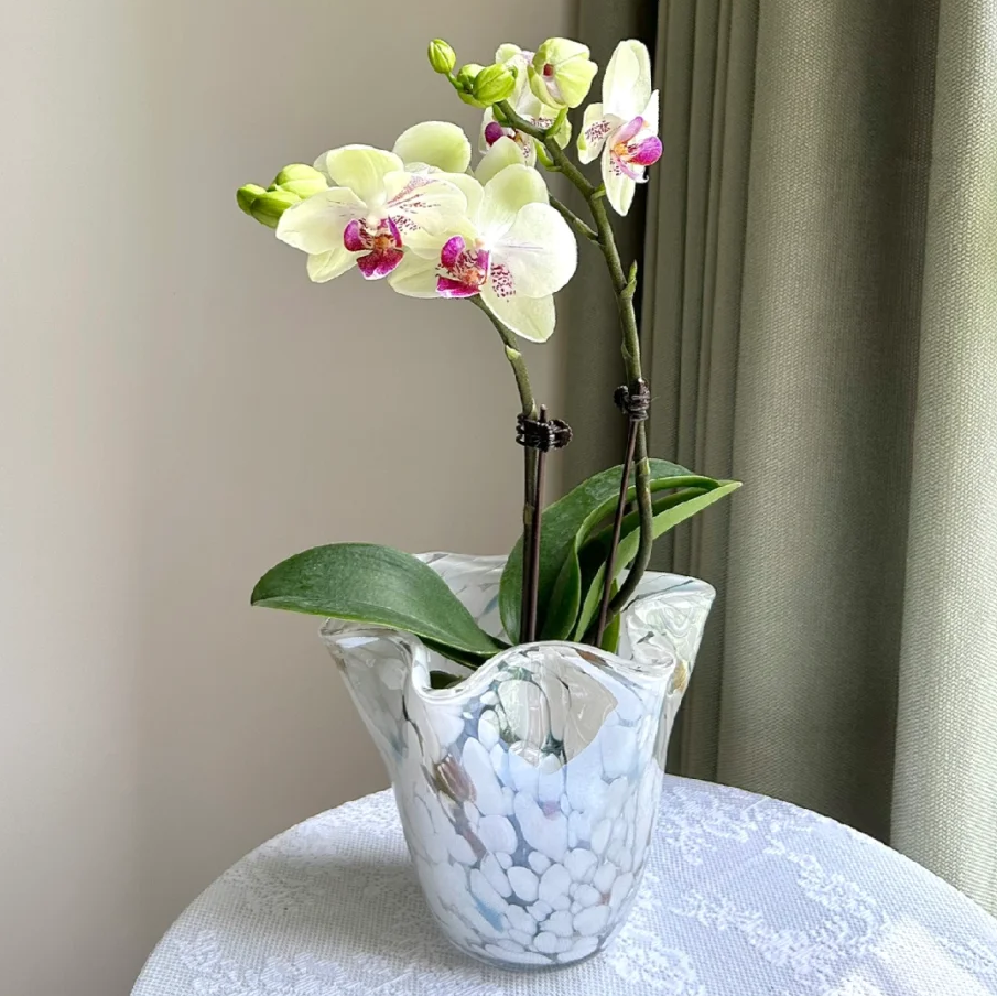 绿熊蝴蝶兰花苗带花剑带花苞盆栽大苗花卉客厅年宵花四季好养易活