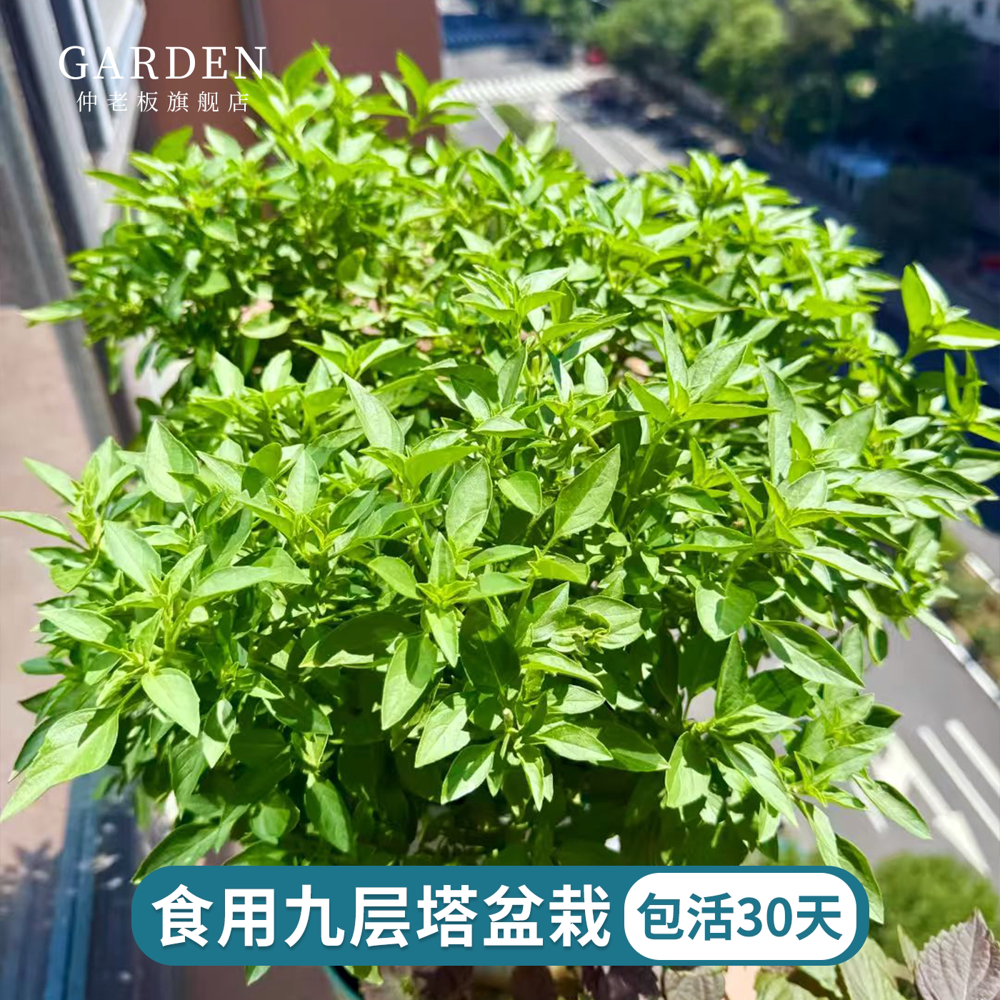 九层塔盆栽大苗新鲜罗勒叶金不换室内外种植可食用调料植物迷迭香