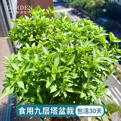 九层塔盆栽大苗新鲜罗勒叶金不换