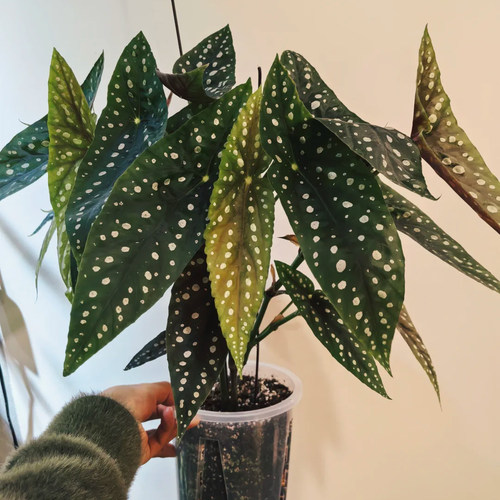 塞拉山王蟆叶秋海棠观叶植物蓝