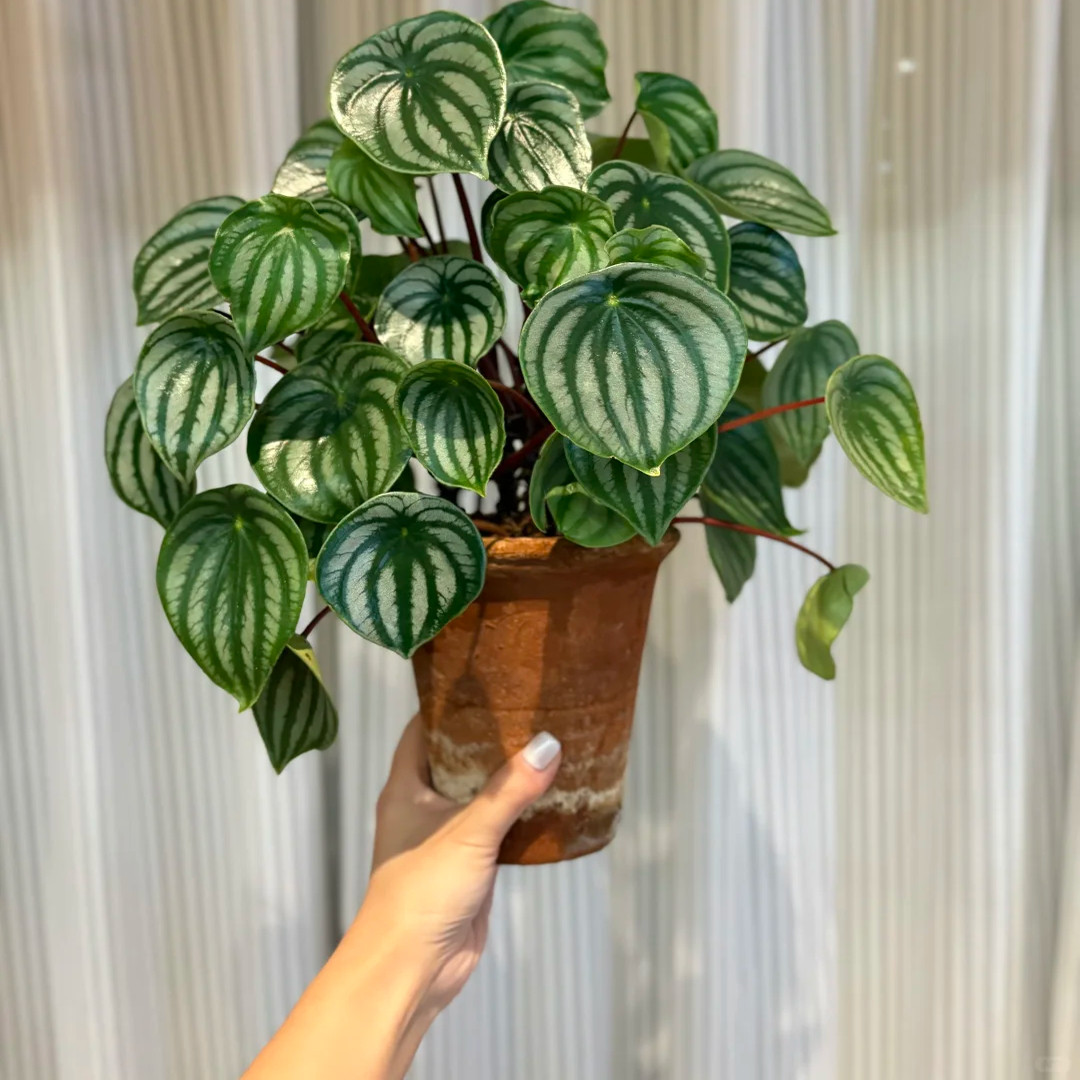西瓜皮秋海棠网红ins风绿植盆栽图片