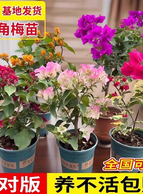重瓣三角梅盆栽大苗勤花老桩室内外爬藤植物红梅花卉多季开花好养
