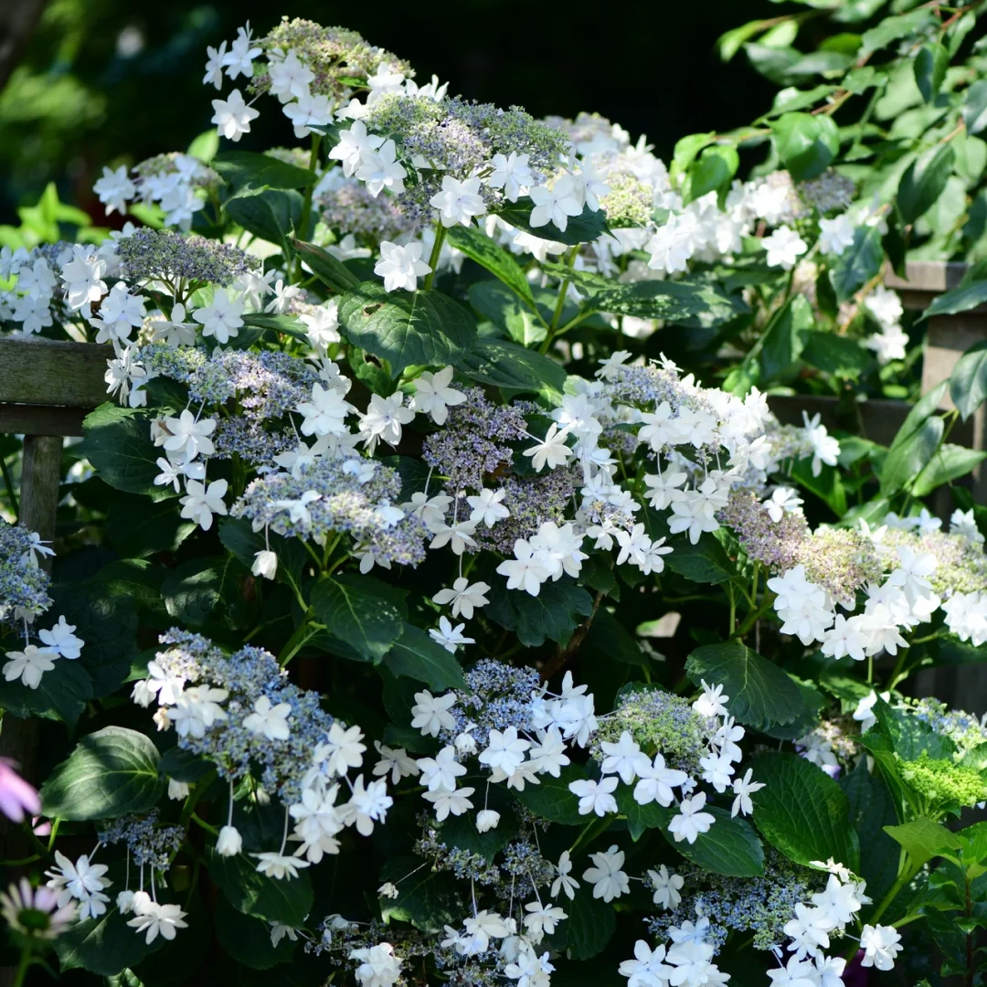 白色天使公主泉鸟大花绣球盆栽