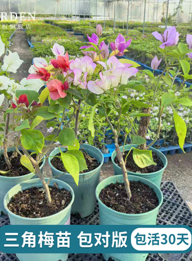 重瓣三角梅盆栽大苗勤花老桩室内外爬藤植物红梅花卉四季开花好养