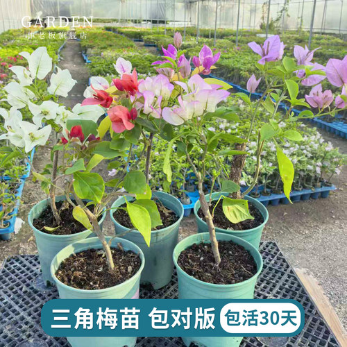 重瓣三角梅盆栽大苗勤花老桩花卉