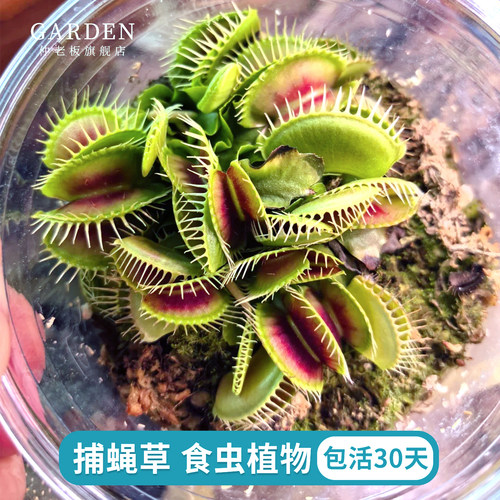 超大捕蝇草盆栽猪笼草耐寒好养